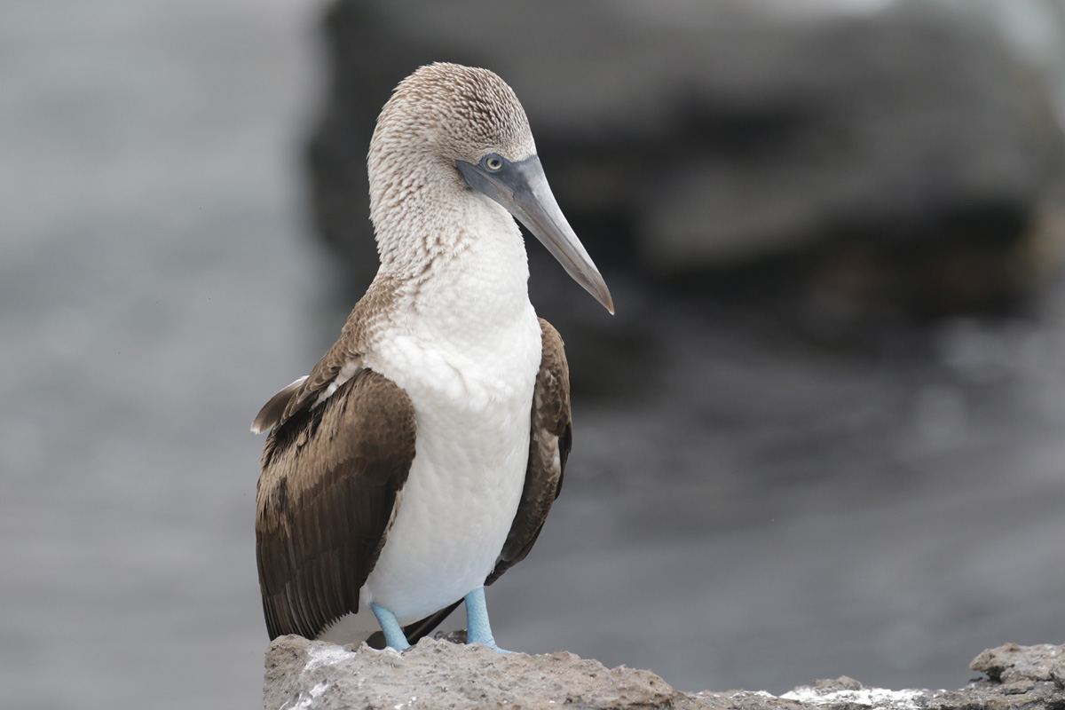 Bluefooted Booby